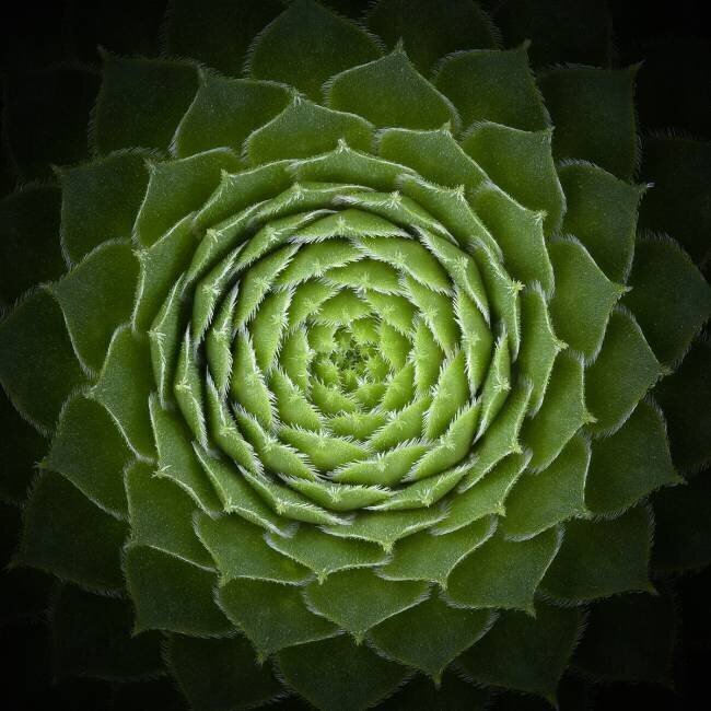 Succulent Victor Mozqueda