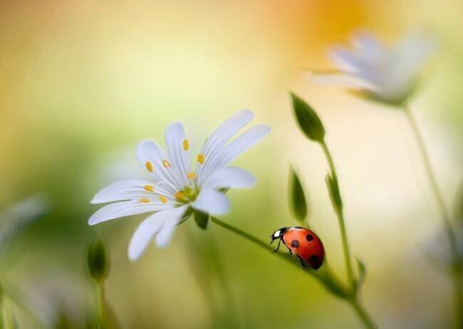 Summer beauties Mandy Disher