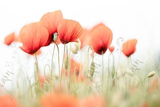Summer day Nel Talen