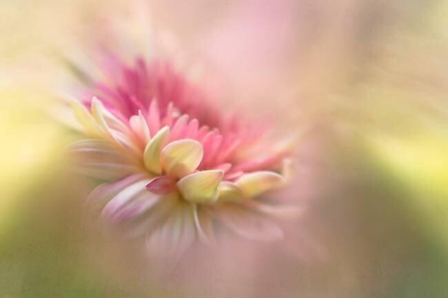 Summer Dreaming Penny Myles