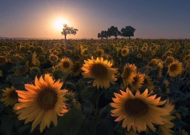 Sunflower field Aidong Ning