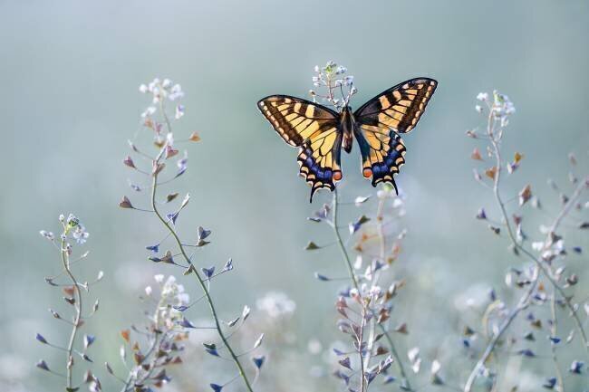 Swallowtail beauty Petar Sabol