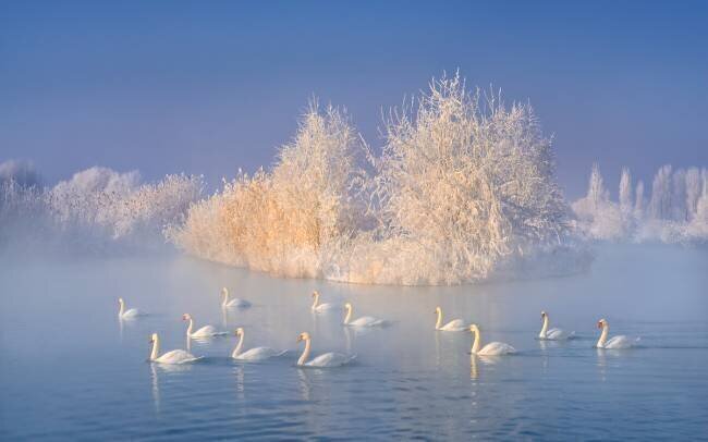 Swan Lake Hua Zhu