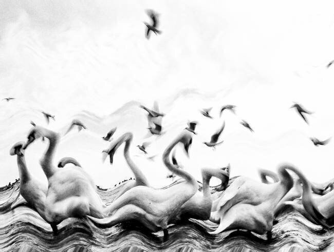 Swans waves Silvia Dinca