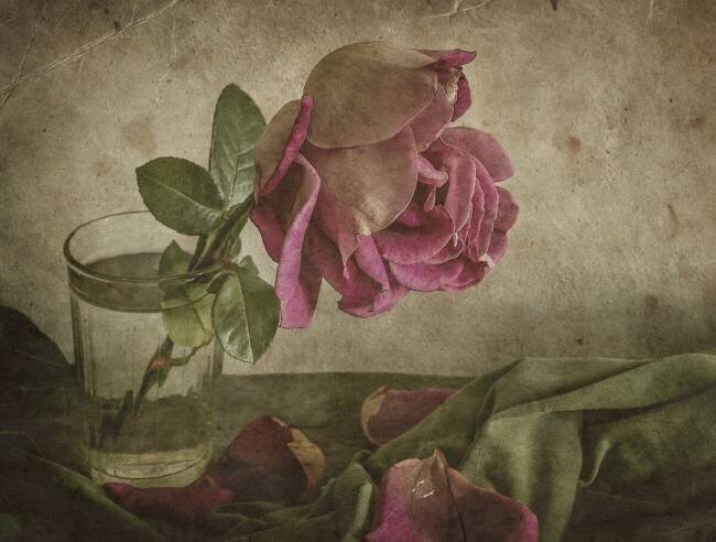 Tear of Rose Igor Tokarev