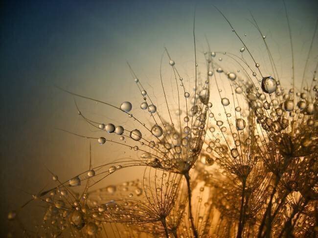 Tender is the Night Dimitar Lazarov