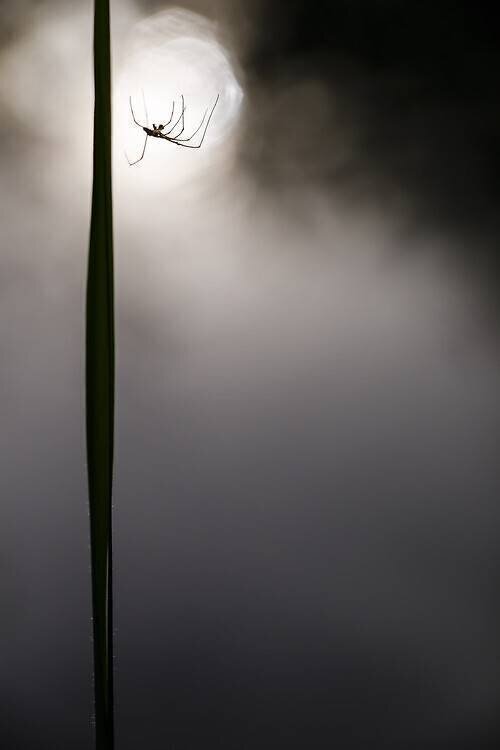 Tetragnathus against the light Benoît Personnaz