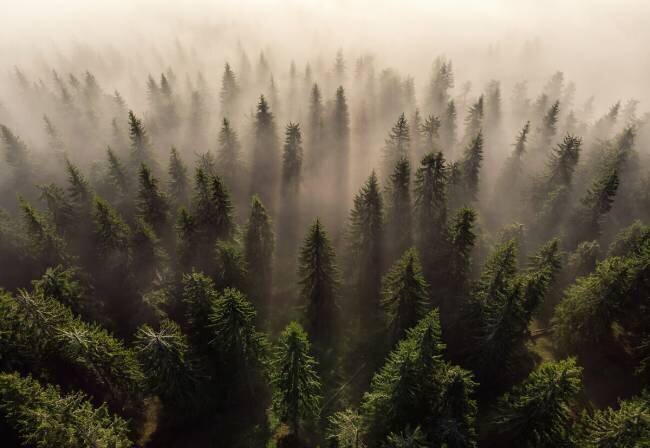 The Army of Firs Lazar Ioan Ovidiu
