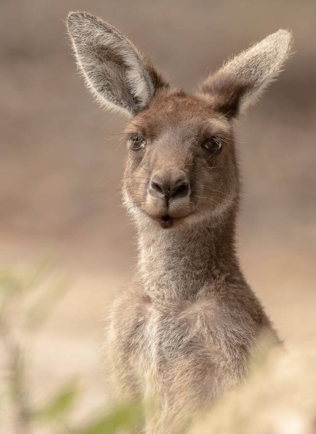 The beautiful Roo Ahmadabdel Hameed