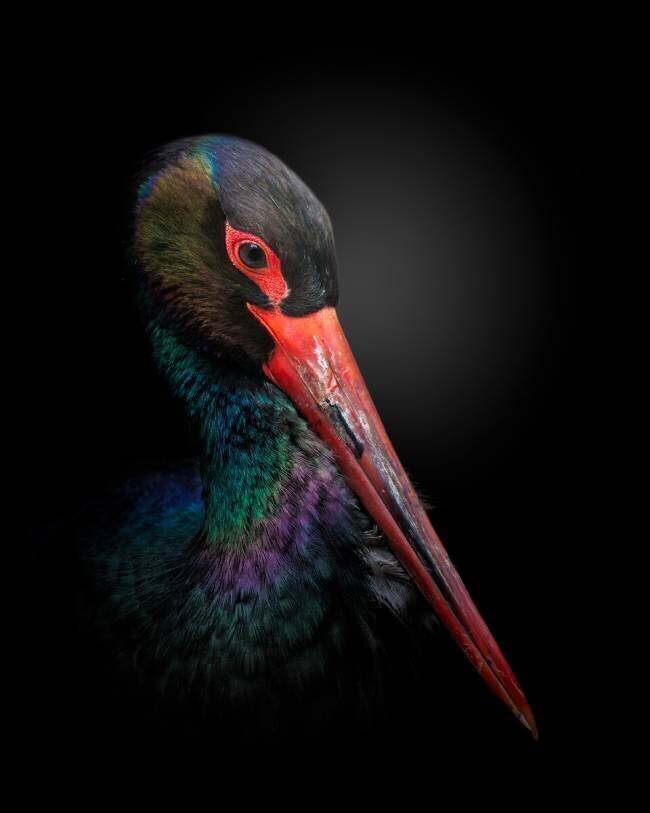 The Black Stork Fegari