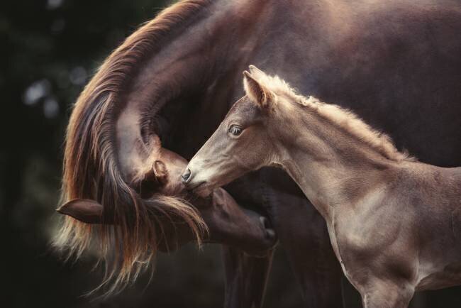 The Bond Heike Willers