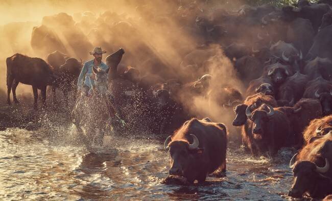 The buffalo shepherd Meric Aktar