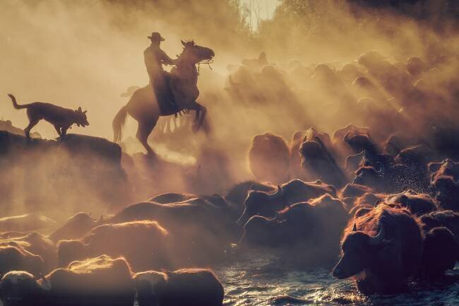 The buffalo shepherd Meric Aktar