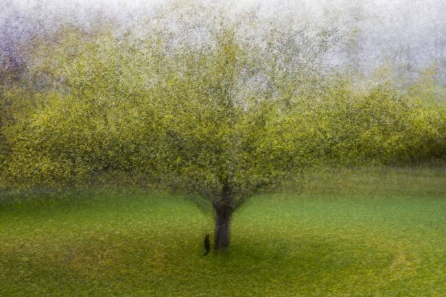 The Cat by the Tree Arne Ostlund