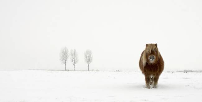 The cold pony Gert van den Bosch