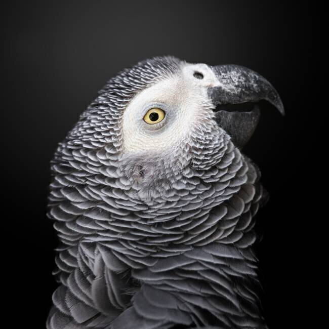 The Colorful Grey Fegari