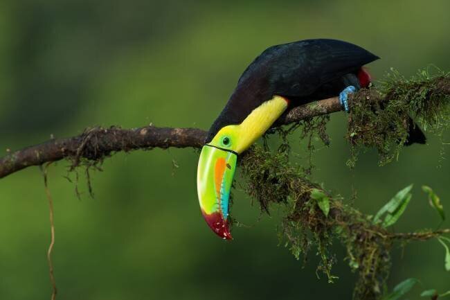 The colors of Costa Rica Fabio Ferretto 
