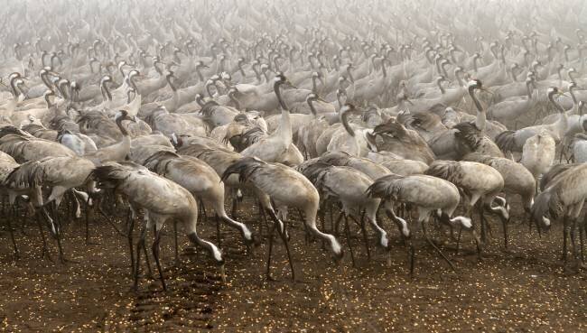 The cranes Gabrielle Halperin