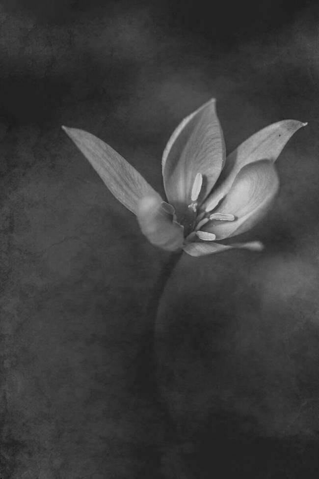 The Crocus Çiçek Kıral