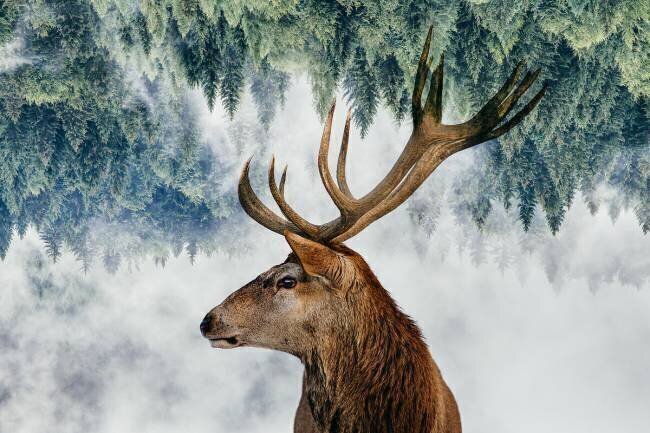 The Deer and the woods Angyalosi Beata