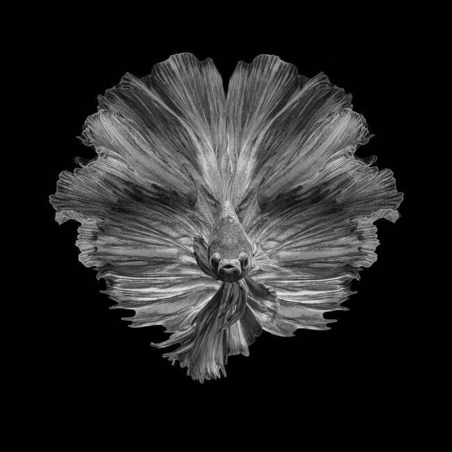 The Flower of tail Andi Halil