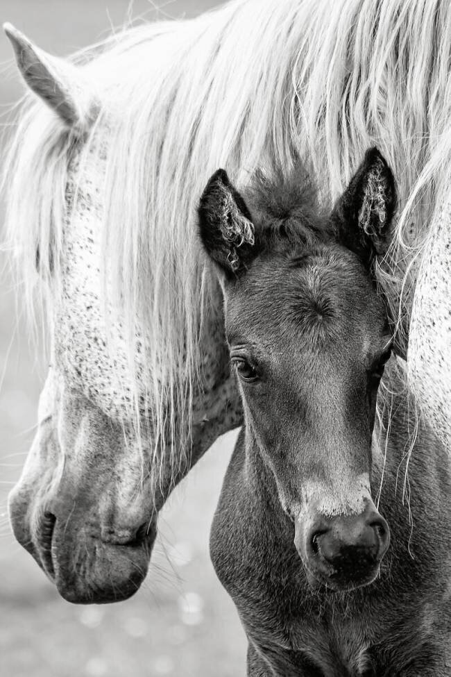 The Foal Jacky Parker