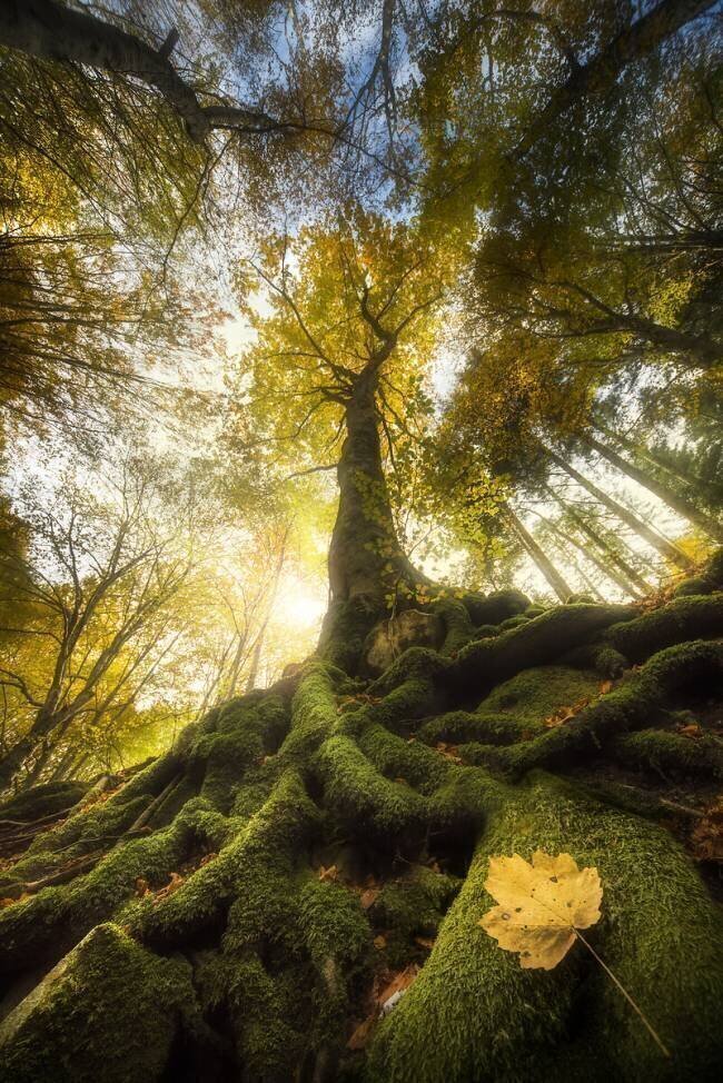 The goodbye of a leaf Alberto Ghizzi Panizza