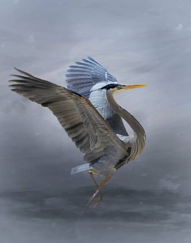 The Great Blue Heron Krystina Wisniowska