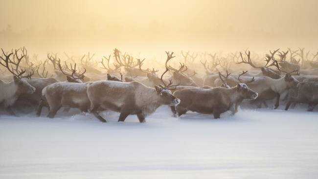 The herd III Marcel Rebro
