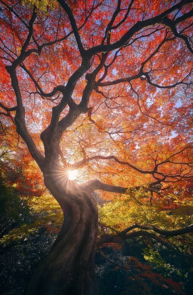The Japanese Tree Javier de la Torre