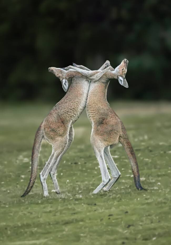 The Kangaroo Fight Ahmadabdel Hameed