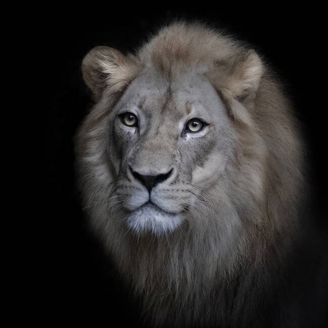 The King Renee Doyle