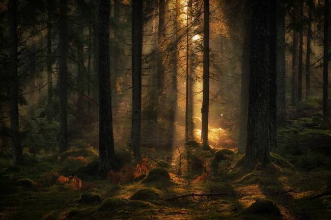 The light in the forest Allan Wallberg