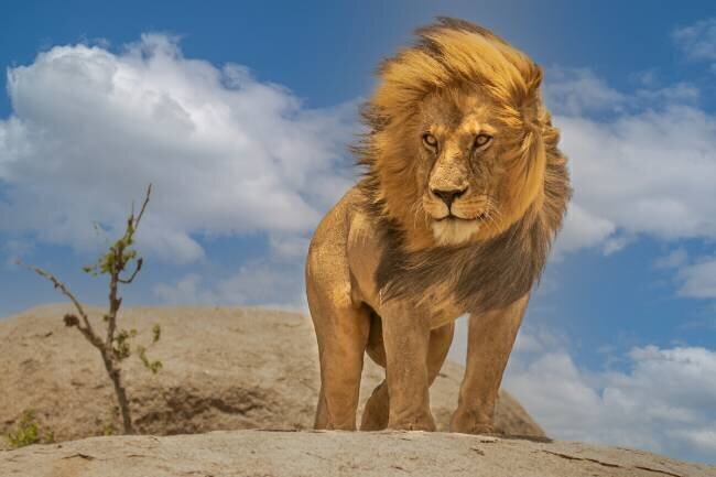 The Lion King Yogesh Bhatia