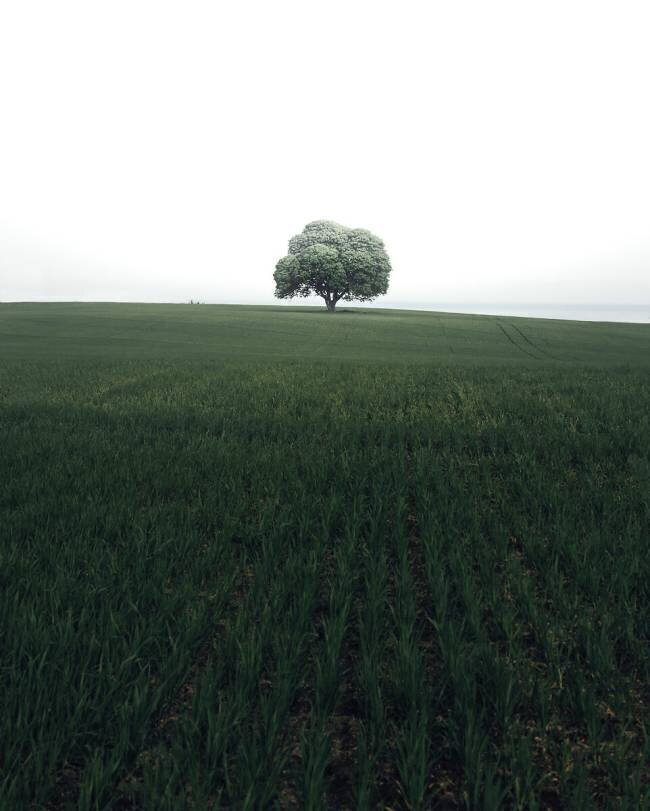 The lonely oak tree Christian Lindsten