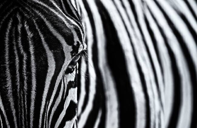 The look of nature Marco Tagliarino
