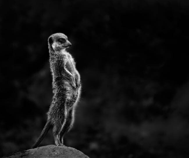 The meerkat Greetje van Son