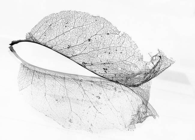The old leaf Katarina Holmström 