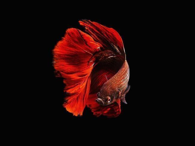 The Red Andi Halil