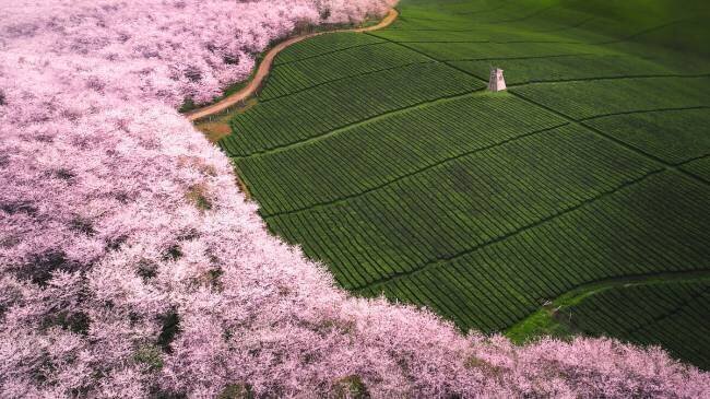 The road of flower Tianqi