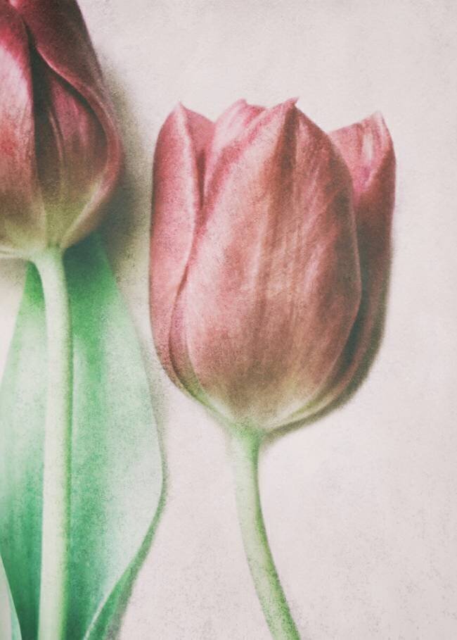 The Spring Lovers Delphine Devos