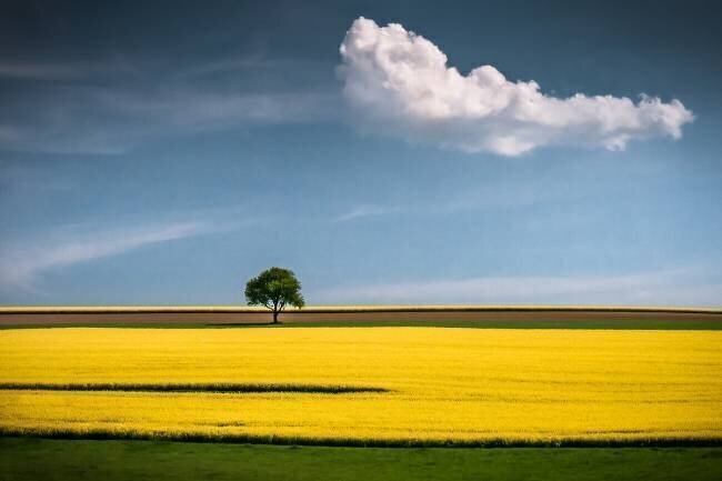The Tree and the Cloud Andreas Wonisch