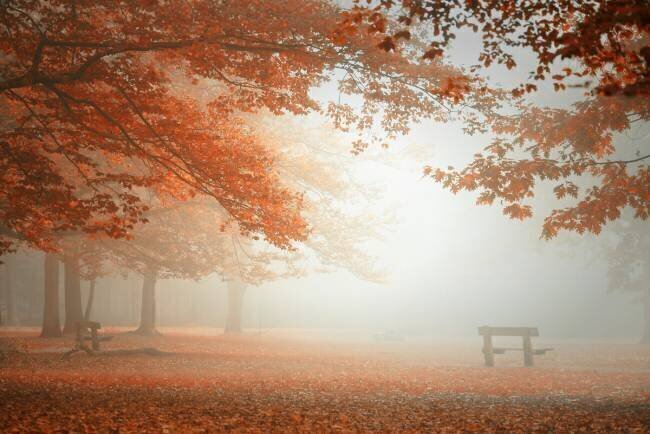 The wonders of nature Saskia Dingemans