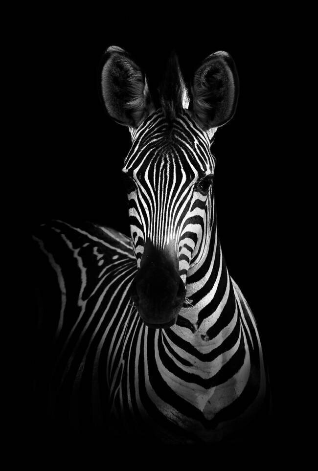 The Zebra WildPhotoArt
