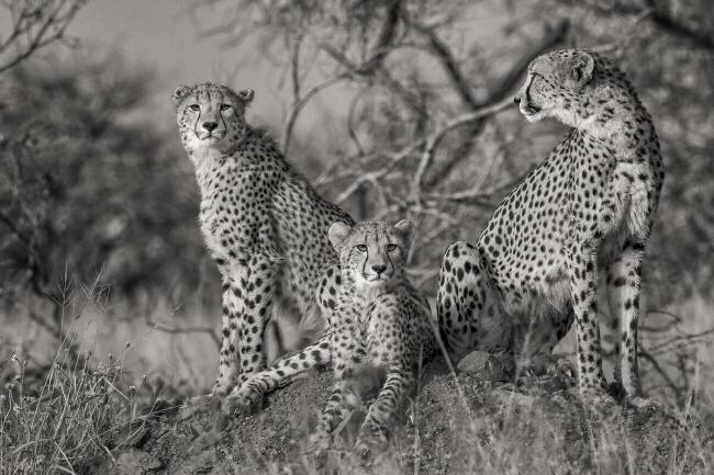 Three Cats Jaco Marx