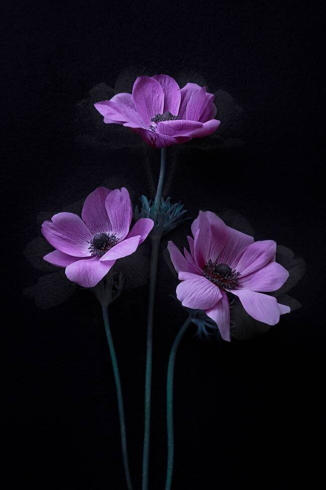 Three Pretty Flowers Lydia Jacobs