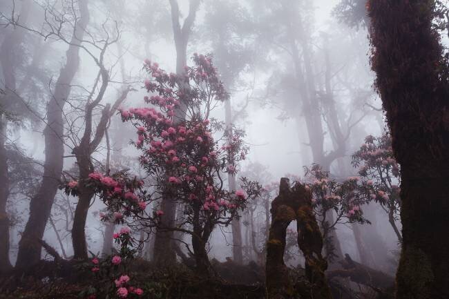 Through the fog Dmitry Kupratsevich