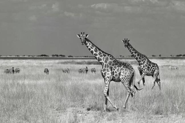 Tourists Spend Mathilde Guillemot