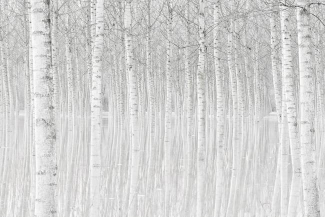 Trees Aglioni Simone
