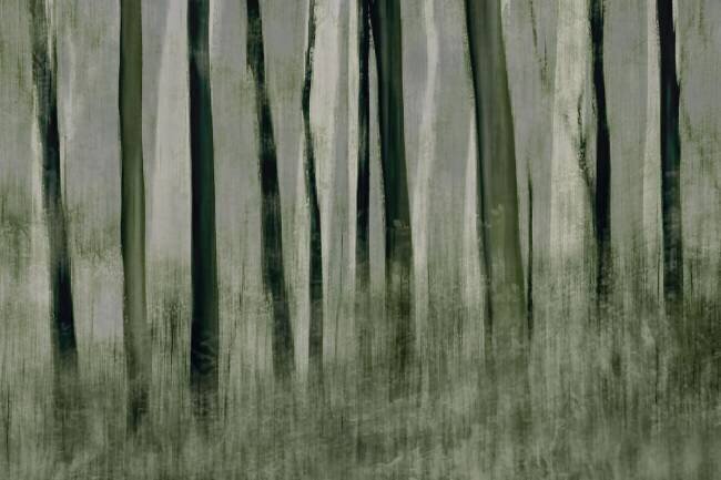 Trees in motion Nel Talen